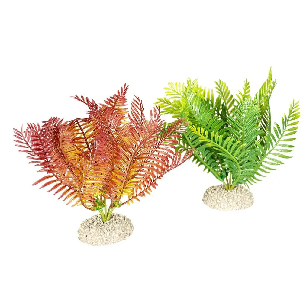 Plant Bolbitis M - Height 17,5Cm Mixed Colors